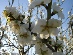 Die Mandelbäume blühen von Ende Januar<br />bis Ende Februar
